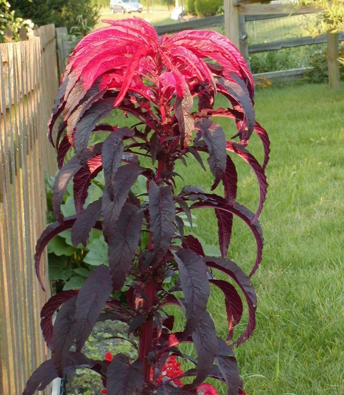 Seeds Amaranthus Tricolor Early Splendor Amaranth Annual Flowers