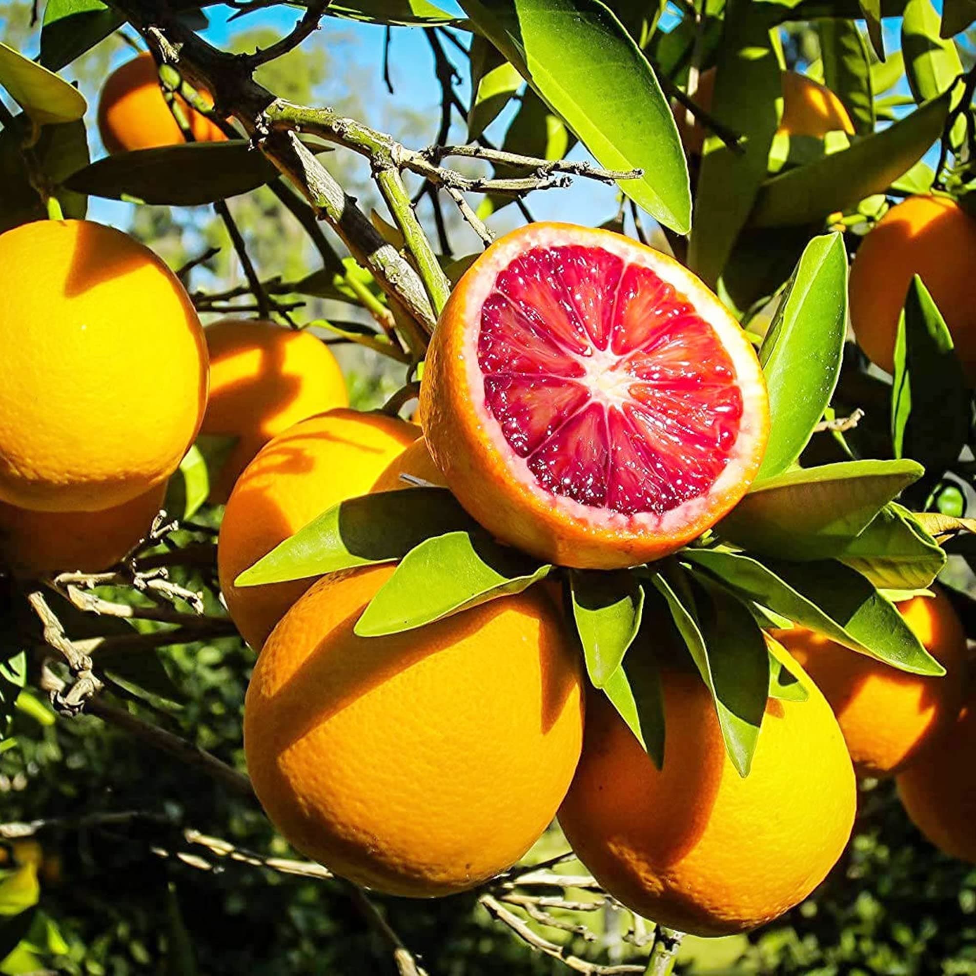 Blood Orange Tree Seeds Fast Growing Rich in Vitamin C Juicy GMO Free Containers Patio Indoor Outdoor 20Pcs Fruit Seeds by YEGAOL Garden