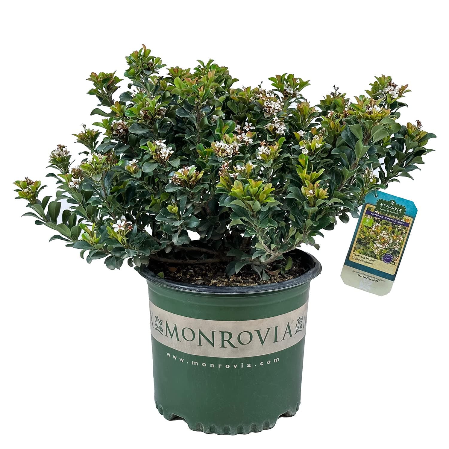 Southern Moon Yedda Hawthorn - 3 gal - Monrovia - Evergreen Shrub - Spring White Flowers - Green Foliage - Zones 7-10 - Rhaphiolepis umbellata 'RutRhaph1' - 3 Gallon Pot