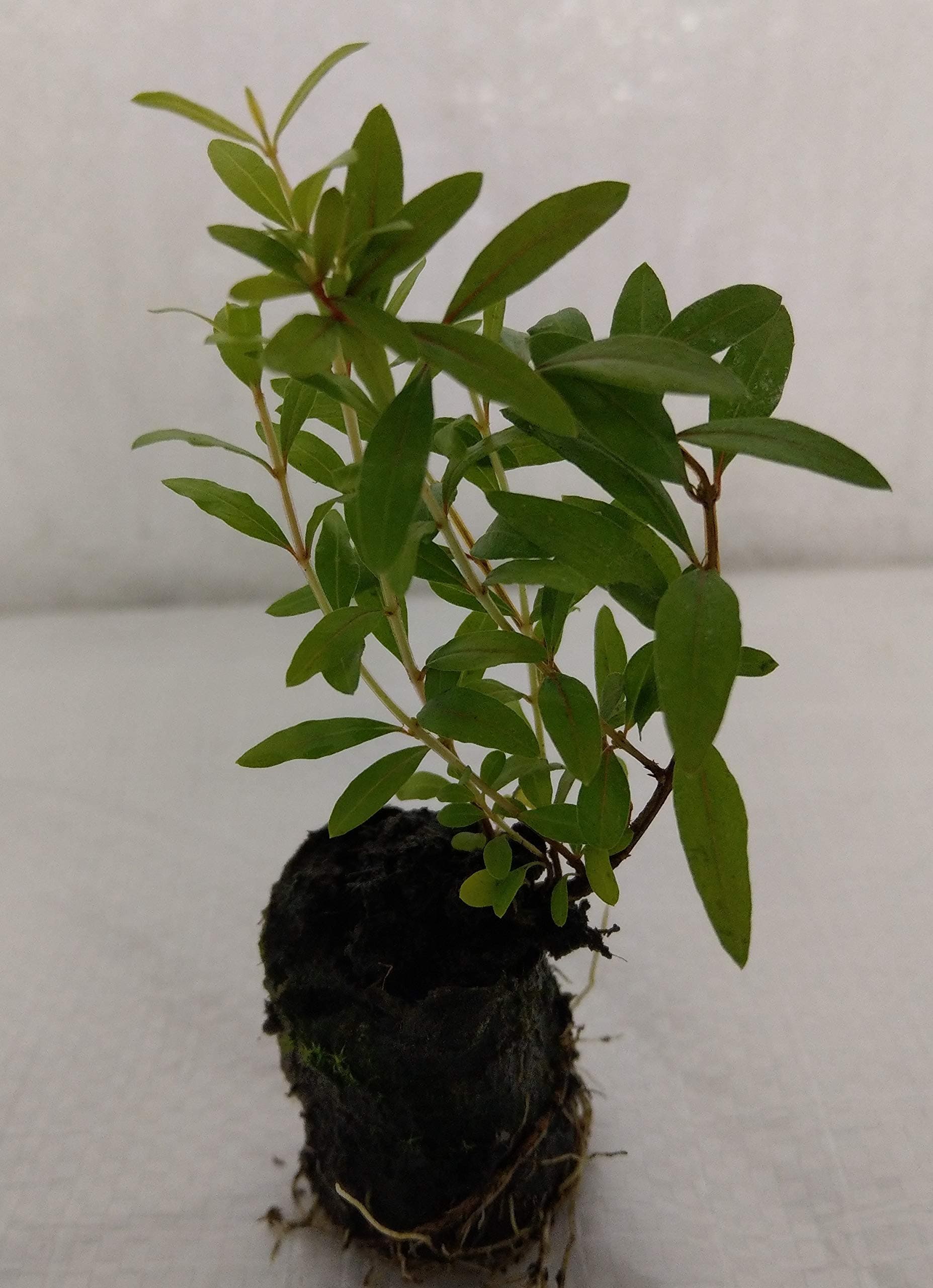 Dwarf Pomegranate, Punica granatum Nana, Plug Plants.