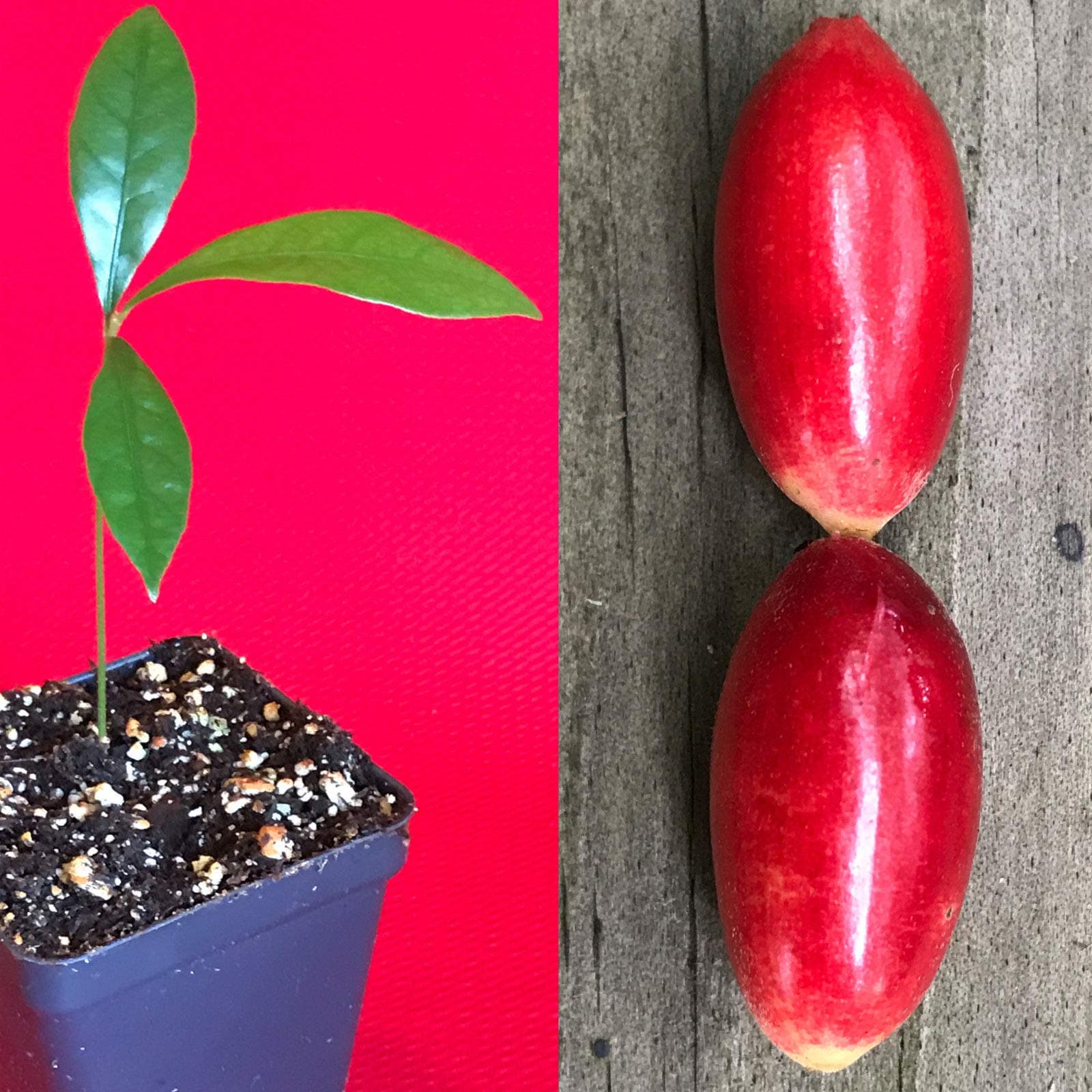 Miracle Fruit Synsepalum dulcificum Miracle Berry Fruit Seedling Plant Tree
