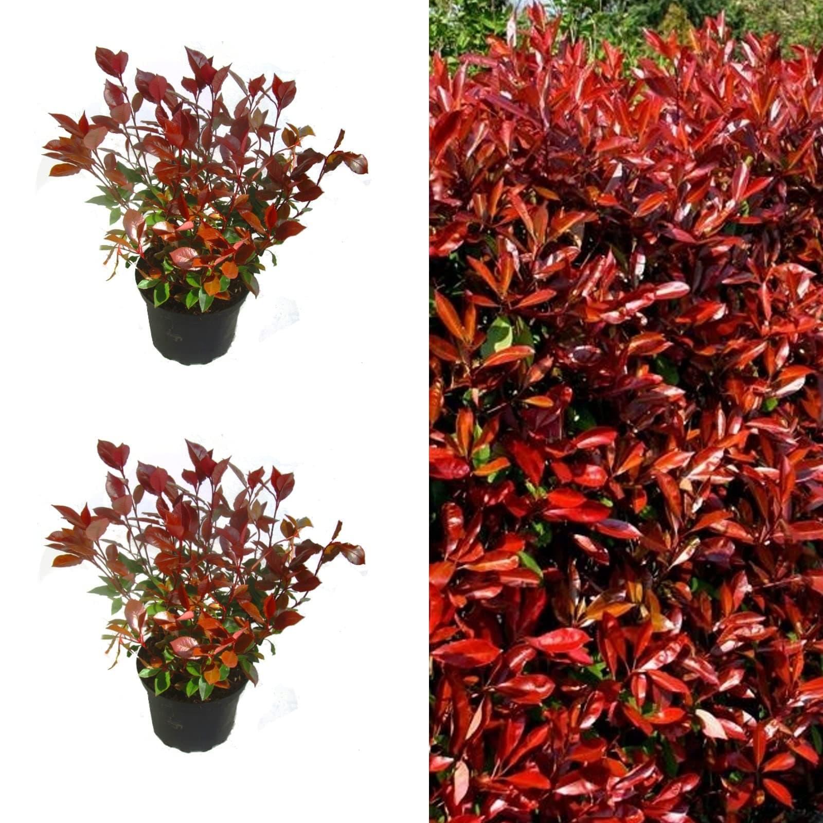 Photinia Little Red Robin x 2 Plants in 9cm Pots 15-20cm in Height - Evergreen Shrub for The Garden (2 Plants)