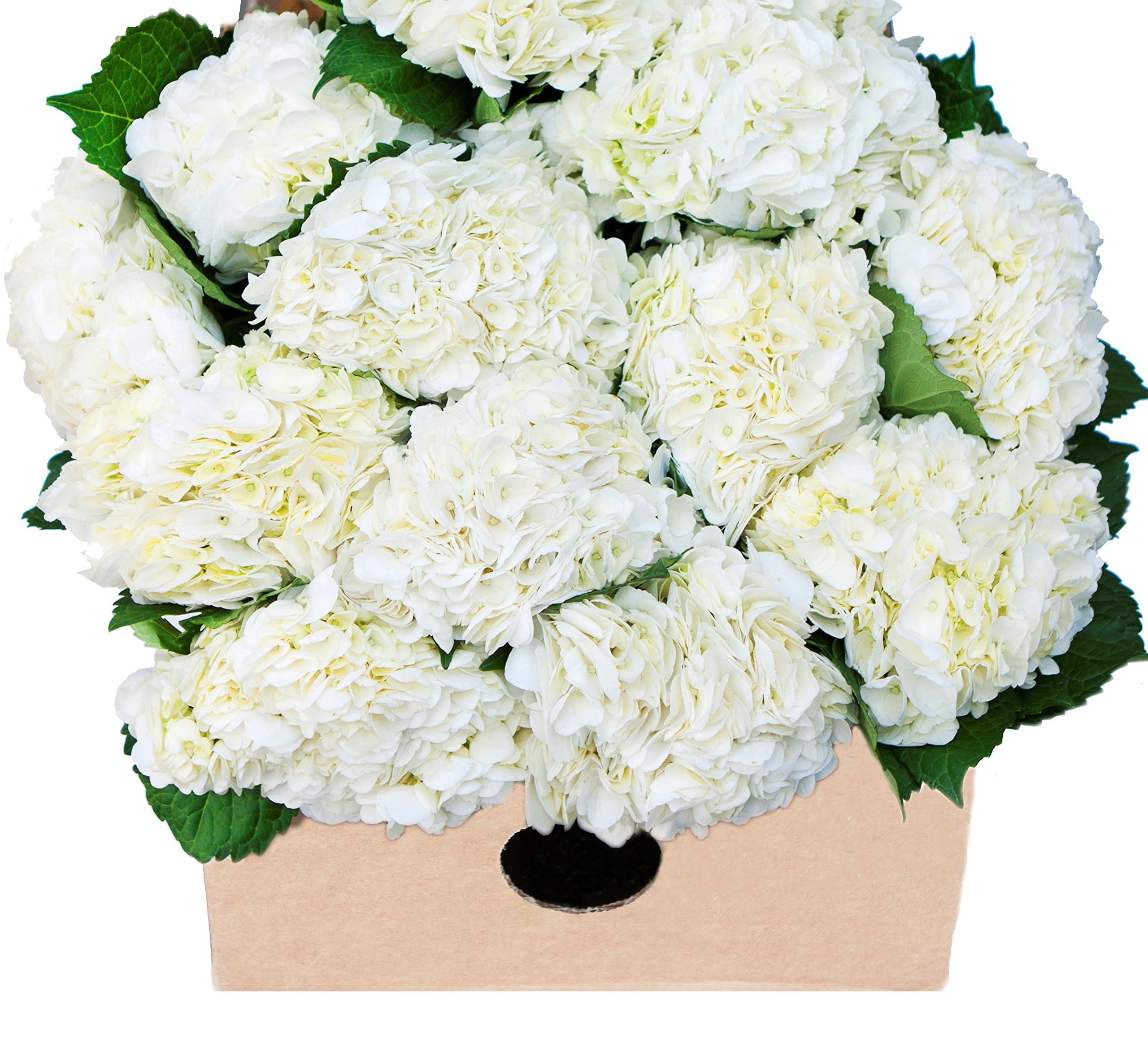 Blooms2Door 15 White Hydrangeas (Farm-Fresh, Naturally Colored, Premium Quality)
