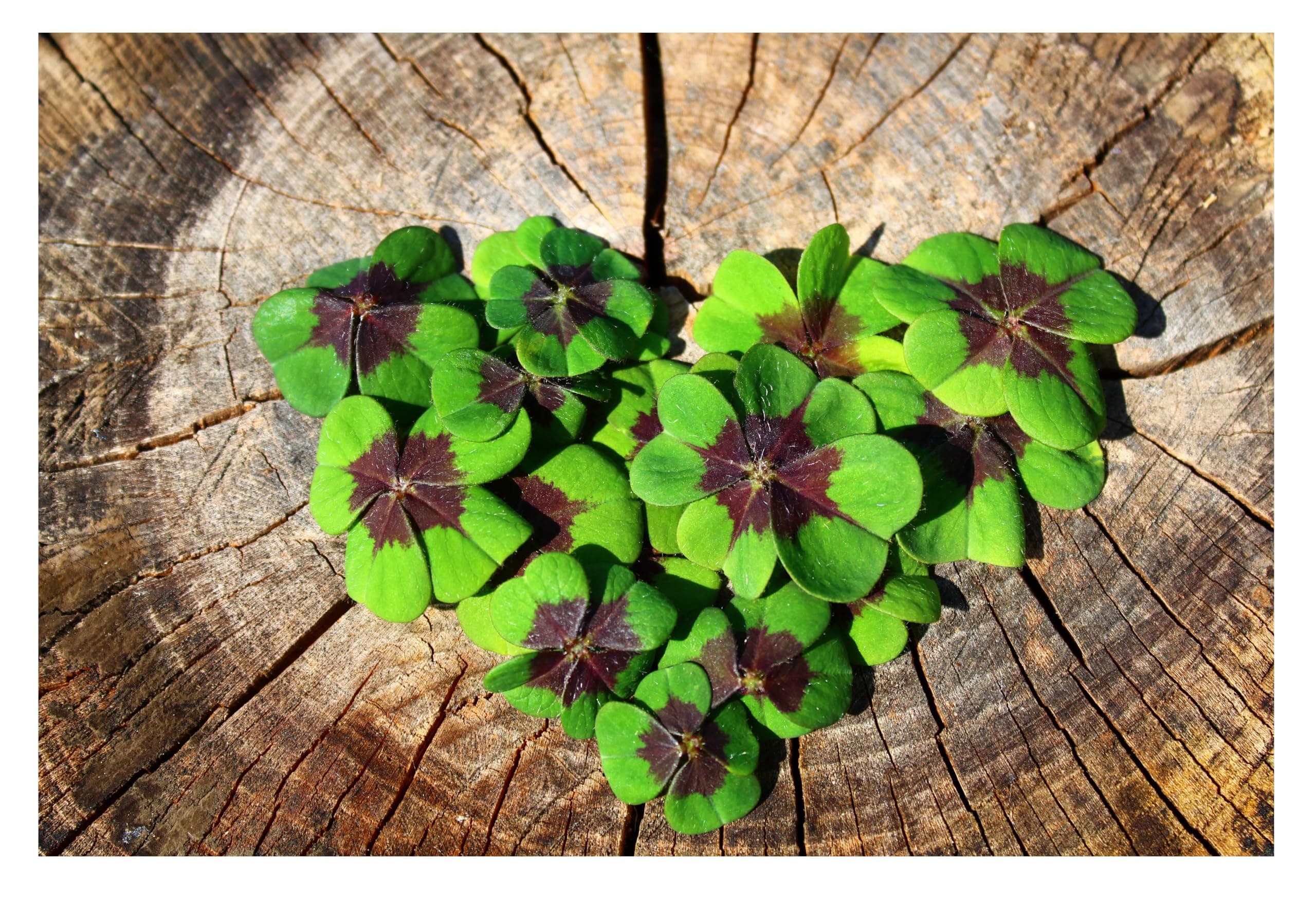 20x Oxalis Iron Cross Bulbs Good Luck Plant Pink Garden Perennials Flowers Lucky Clover