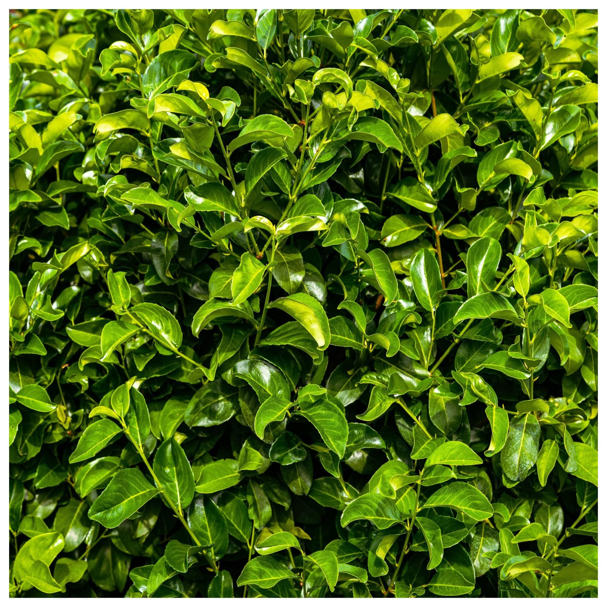 50 Cherry Laurel Fast Growing Evergreen Hedging Plants 30-50cm Tall Potted 3fatpigs®