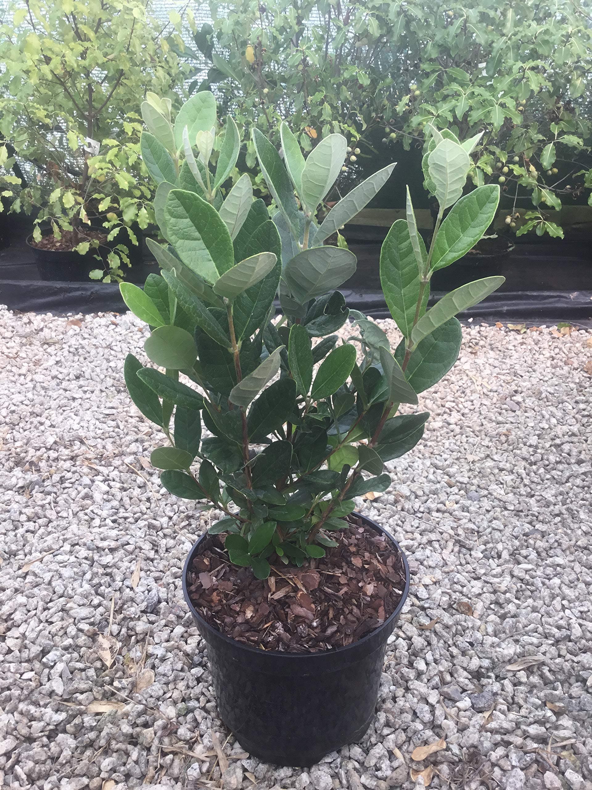 ACCA sellowiana (Feijoa) or Pineapple Guava Shrub