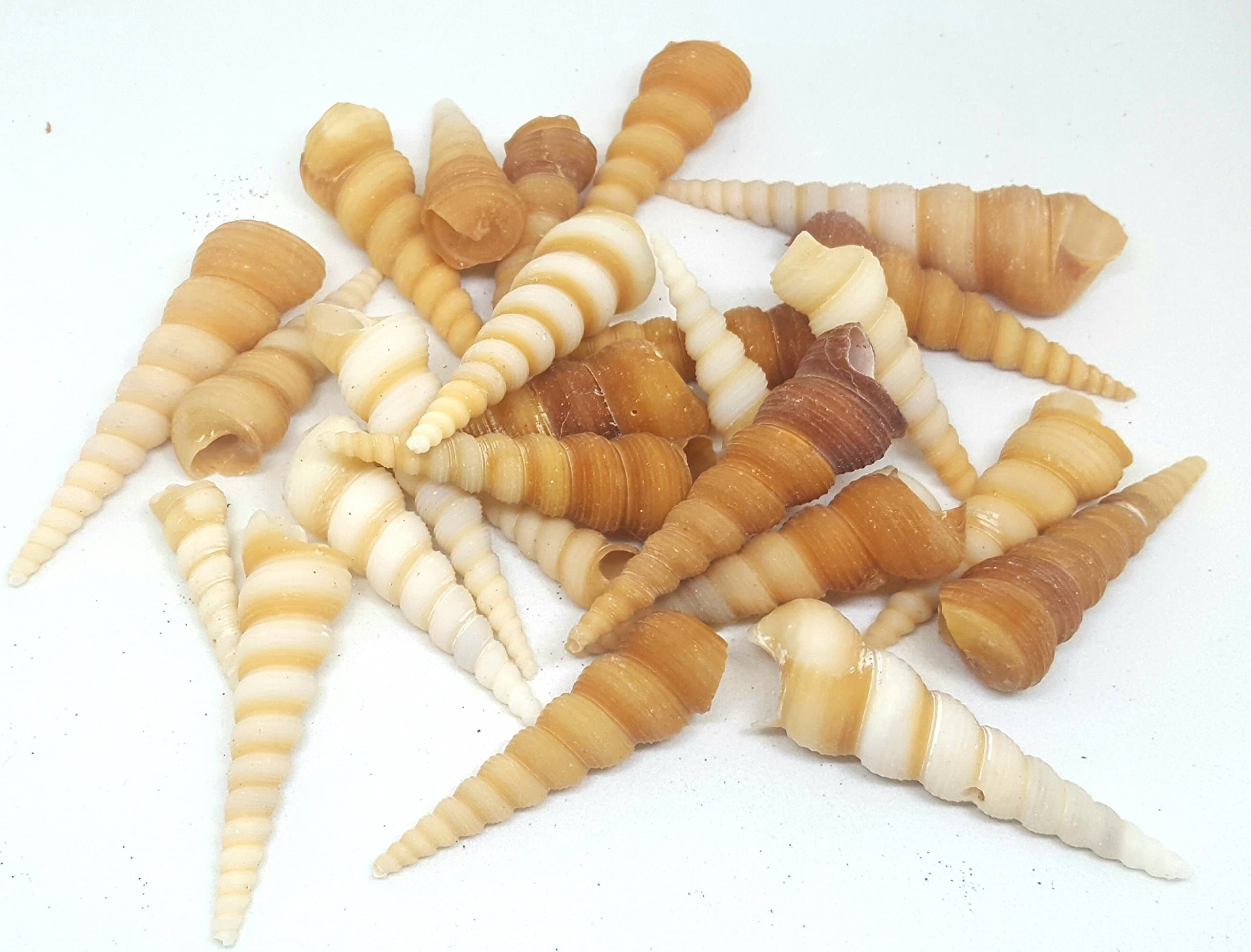 Turritella Screw Natural seashells, Craft & Decor Sea Shells, small medium shells