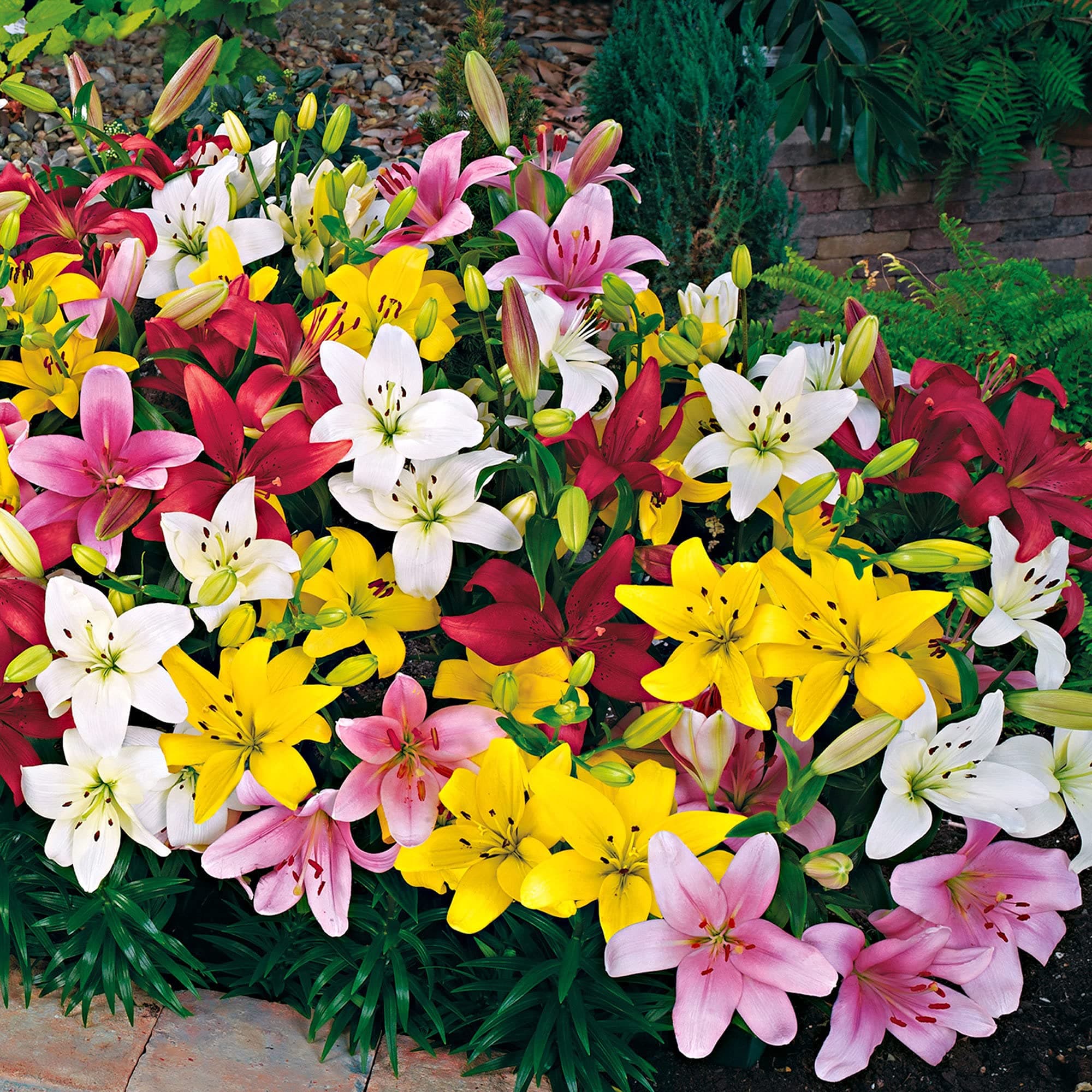 5X Lilium Lambada | Set of 5 Lily Bulbs | Mixed Colours | Garden Bulbs | Flowers for Garden | Flower Bulbs Ø 12-14cm